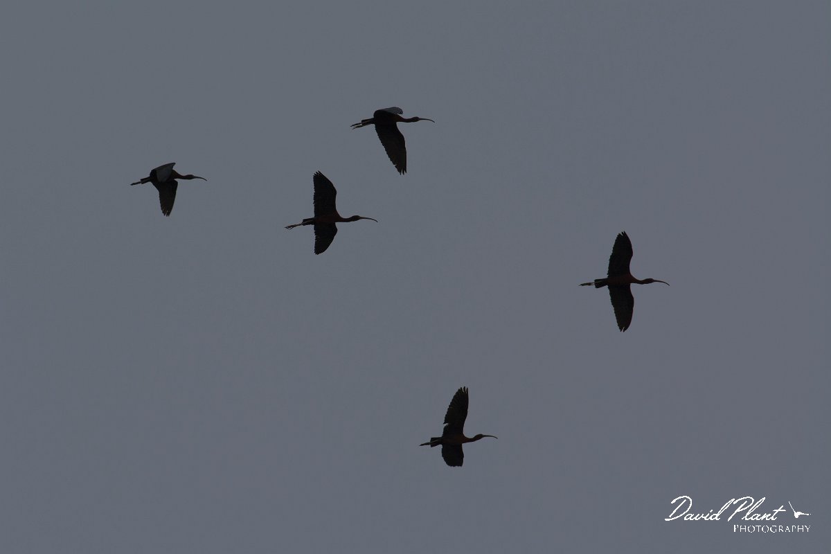 DPPhotography - Cyprus - Glossy ibis - A.jpg - Glossy ibis - Jumbo drain, Larnaca
