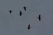 DPPhotography - Cyprus - Glossy ibis - A