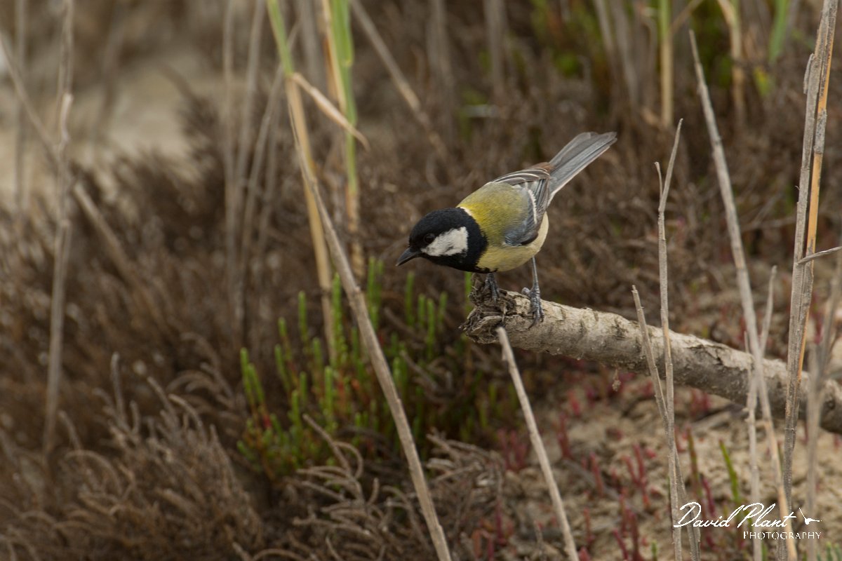 DPPhotography - Cyprus - Great tit - A.jpg - Great tit - Troodos village, Cyprus