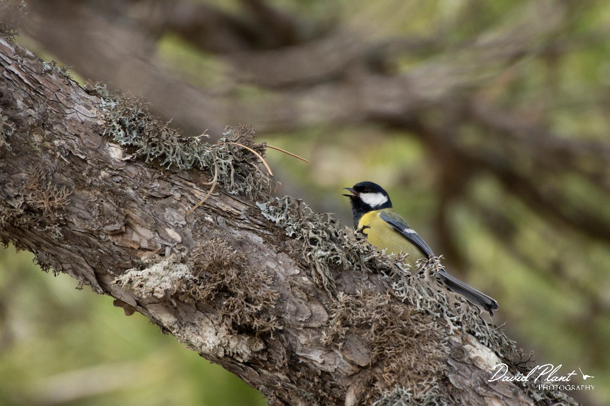 DPPhotography - Cyprus 2 - Great tit - C.jpg - Great tit - Troodos village, Cyprus