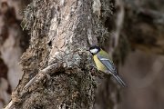 DPPhotography - Cyprus 2 - Great tit - A