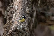 DPPhotography - Cyprus 2 - Great tit - B