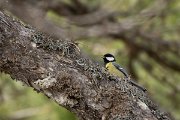 DPPhotography - Cyprus 2 - Great tit - C