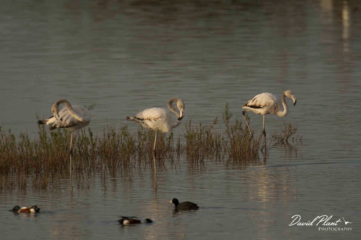 DPPhotography - Cyprus - Greater flamingo - A.jpg - Greater flamingo, juveniles - Oroklini Marsh