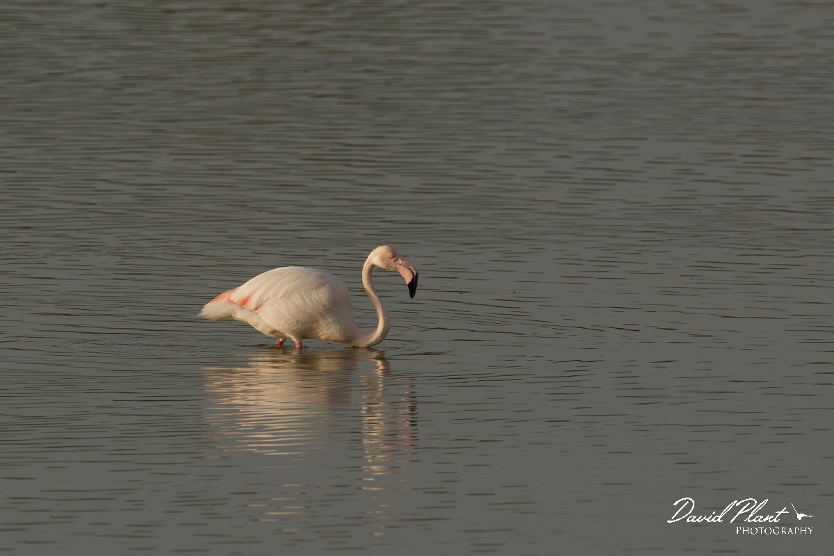 DPPhotography - Cyprus - Greater flamingo - B.jpg - Greater flamingo - Oroklini Marsh