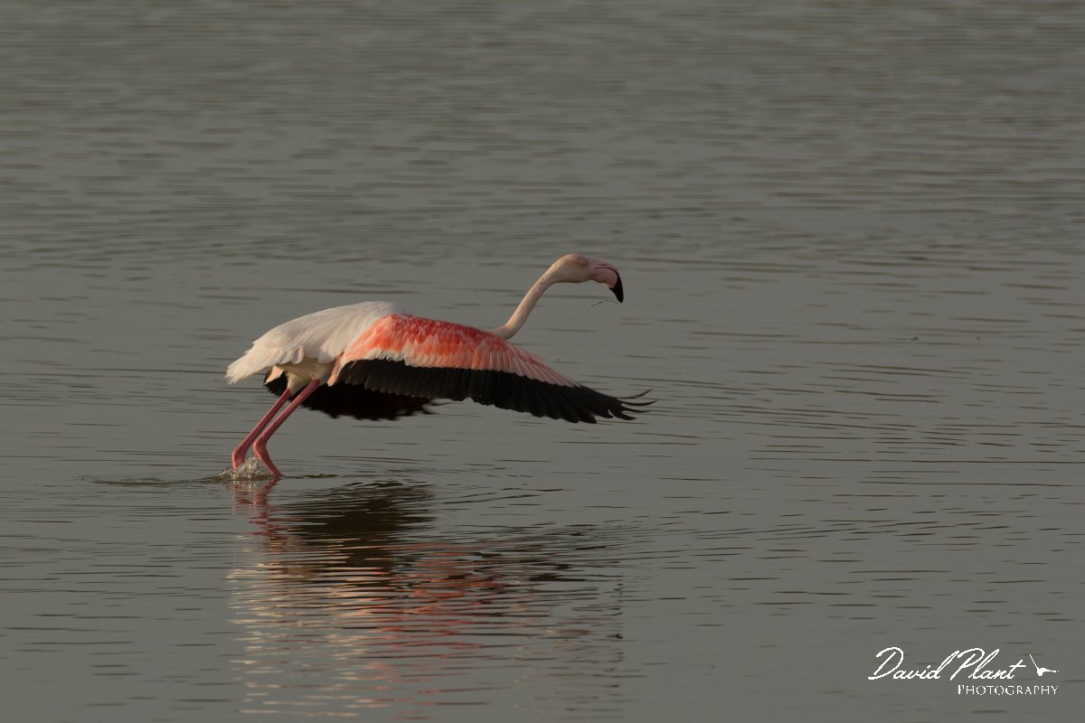 DPPhotography - Cyprus - Greater flamingo - C.jpg - Greater flamingo - Oroklini Marsh