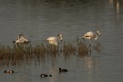 DPPhotography - Cyprus - Greater flamingo - A