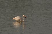 DPPhotography - Cyprus - Greater flamingo - B