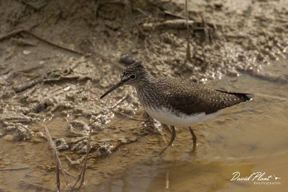 DPPhotography - Cyprus - Green sandpiper - A.jpg - Green sandpiper - Zakaki pool