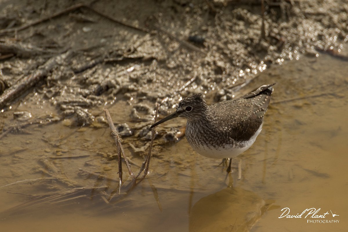 DPPhotography - Cyprus - Green sandpiper - B.jpg - Green sandpiper - Zakaki pool