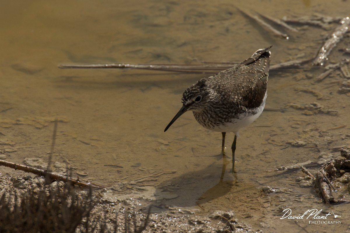DPPhotography - Cyprus - Green sandpiper - C.jpg - Green sandpiper - Zakaki pool