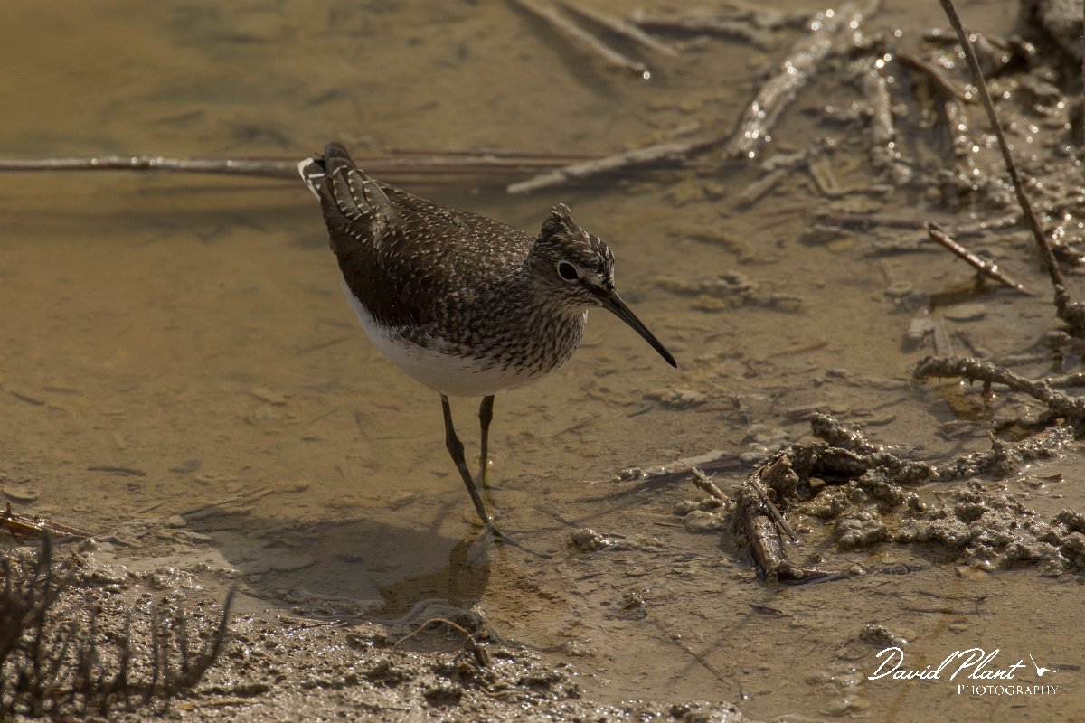 DPPhotography - Cyprus - Green sandpiper - D.jpg - Green sandpiper - Zakaki pool