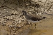 DPPhotography - Cyprus - Green sandpiper - A