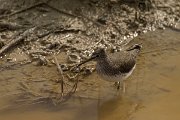 DPPhotography - Cyprus - Green sandpiper - B