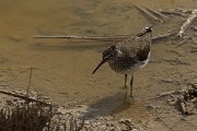 DPPhotography - Cyprus - Green sandpiper - C