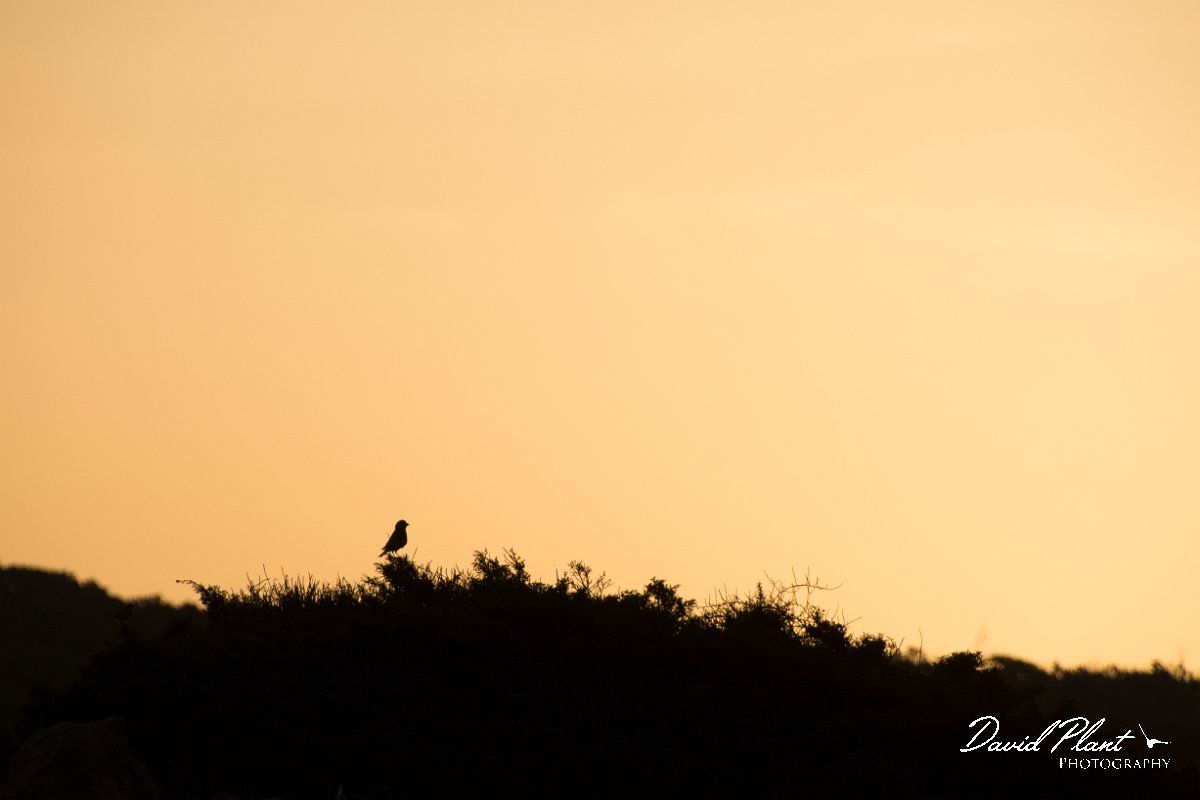 DPPhotography - Cyprus - Greenfinch - A.jpg - Greenfinch - Cape Greco
