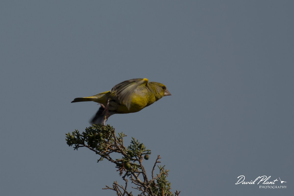 DPPhotography - Cyprus - Greenfinch - C.jpg - Greenfinch - Cape Greco