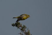 DPPhotography - Cyprus - Greenfinch - C