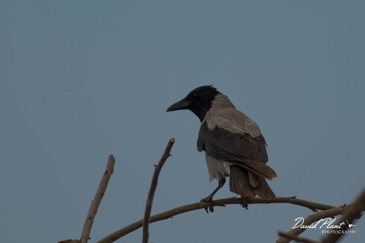 DPPhotography - Cyprus - Hooded crow - A.jpg - Hooded crow - Mandria Fields
