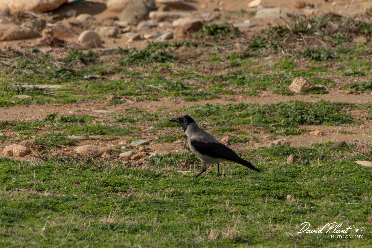 DPPhotography - Cyprus 2 - Hooded crow - A.jpg - Hooded crow - Avagas Gorge, Cyprus