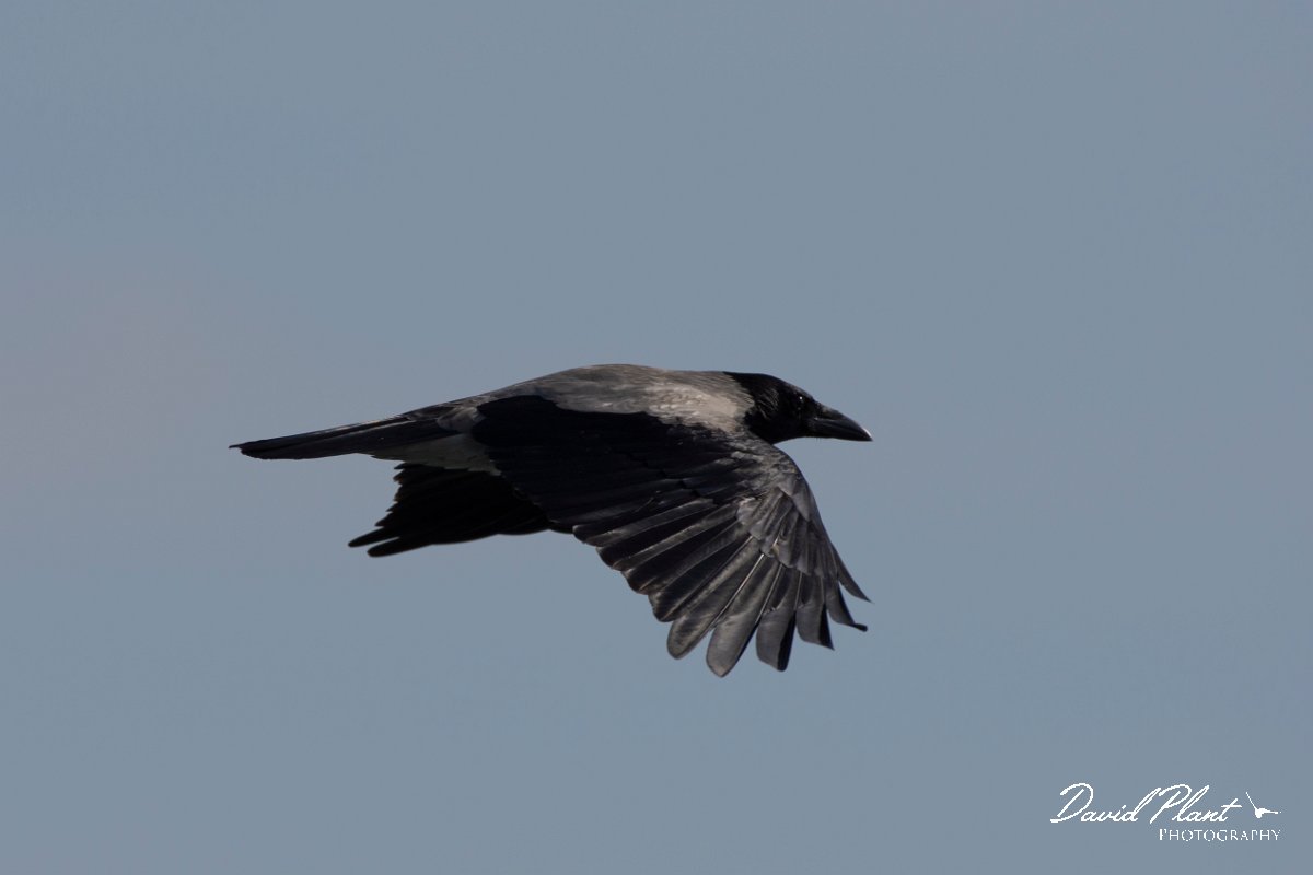 DPPhotography - Cyprus 2 - Hooded crow - B.jpg - Hooded crow - Ladies Mile Beach, Cyprus