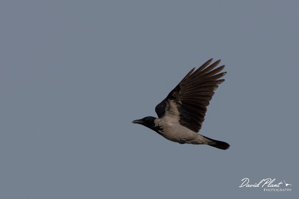 DPPhotography - Cyprus 2 - Hooded crow - D.jpg - Hooded crow - Ladies Mile Beach, Cyprus