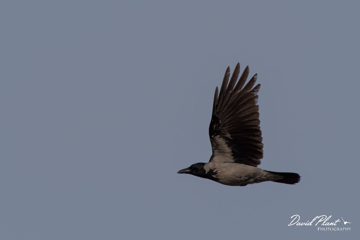 DPPhotography - Cyprus 2 - Hooded crow - E.jpg - Hooded crow - Ladies Mile Beach, Cyprus