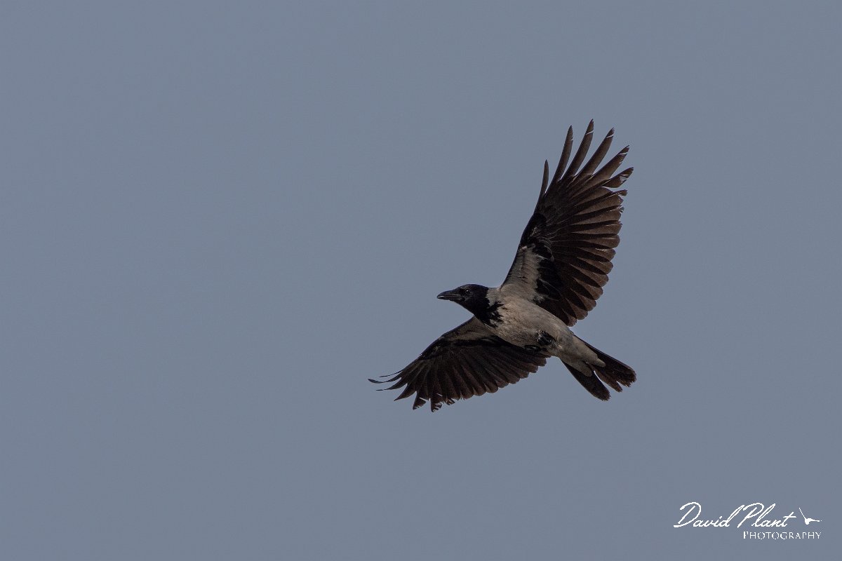 DPPhotography - Cyprus 2 - Hooded crow - F.jpg - Hooded crow - Ladies Mile Beach, Cyprus