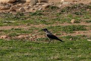 DPPhotography - Cyprus 2 - Hooded crow - A