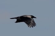 DPPhotography - Cyprus 2 - Hooded crow - B