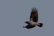 DPPhotography - Cyprus 2 - Hooded crow - C