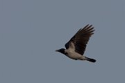 DPPhotography - Cyprus 2 - Hooded crow - D