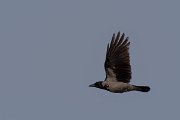 DPPhotography - Cyprus 2 - Hooded crow - E