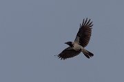 DPPhotography - Cyprus 2 - Hooded crow - F
