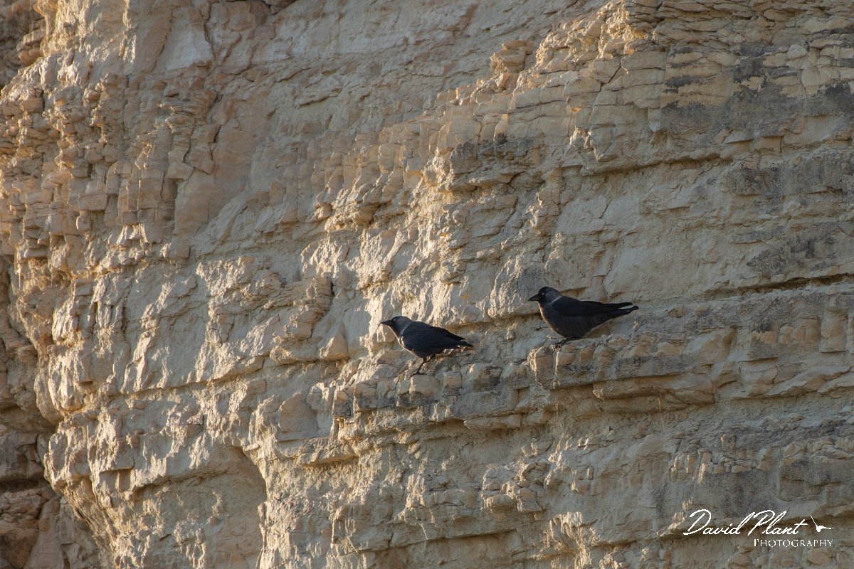 DPPhotography - Cyprus 2 - Jackdaw - A.jpg - Jackdaw - Aspro pools area, Cyprus
