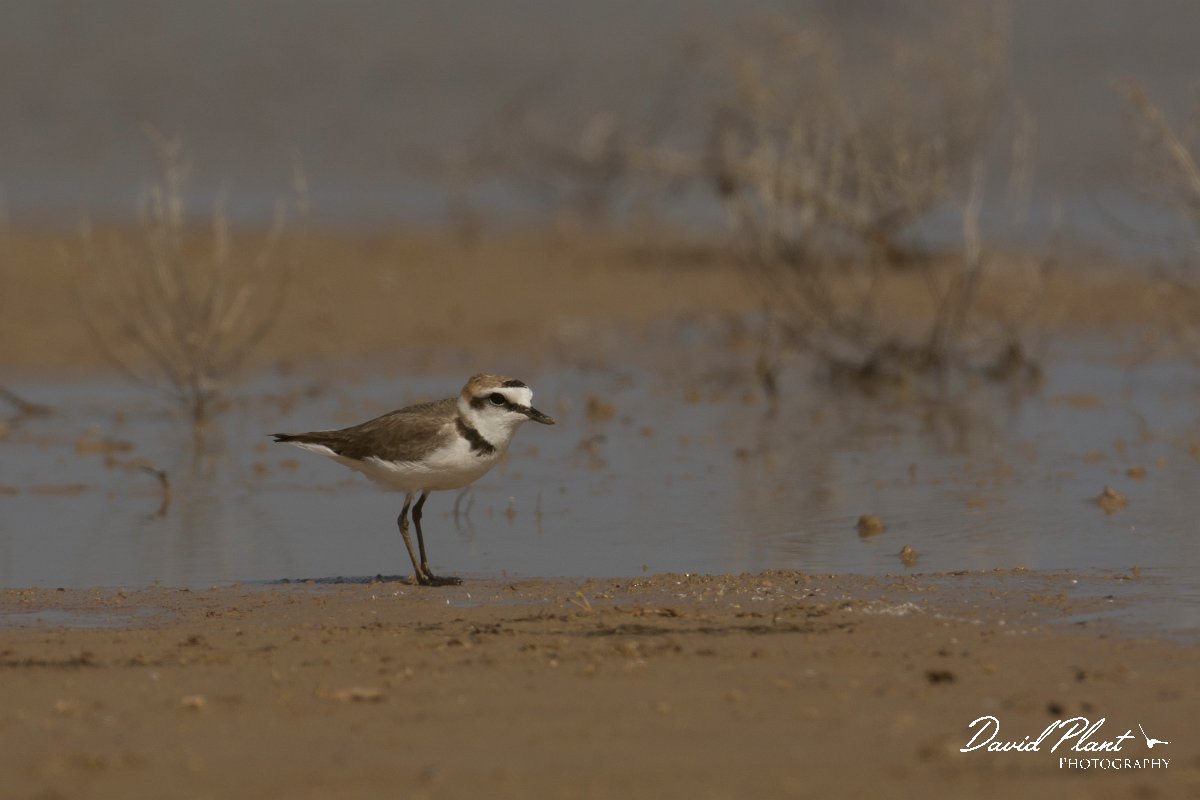 DPPhotography - Cyprus - Kentish plover - A.jpg - Kentish plover - Paralimni lake
