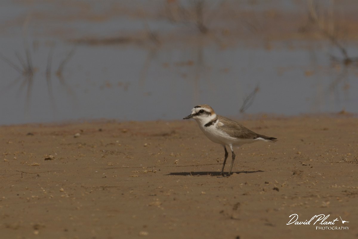 DPPhotography - Cyprus - Kentish plover - C.jpg - Kentish plover - Paralimni lake