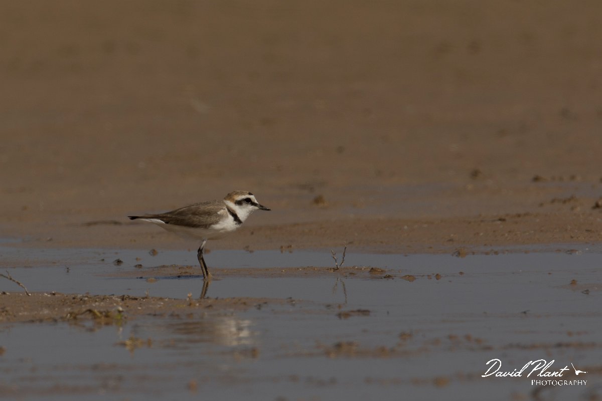 DPPhotography - Cyprus - Kentish plover - E.jpg - Kentish plover - Paralimni lake