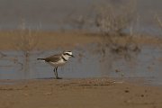 DPPhotography - Cyprus - Kentish plover - A
