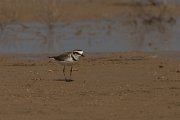 DPPhotography - Cyprus - Kentish plover - B