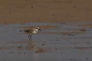 DPPhotography - Cyprus - Kentish plover - D