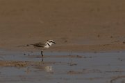 DPPhotography - Cyprus - Kentish plover - E