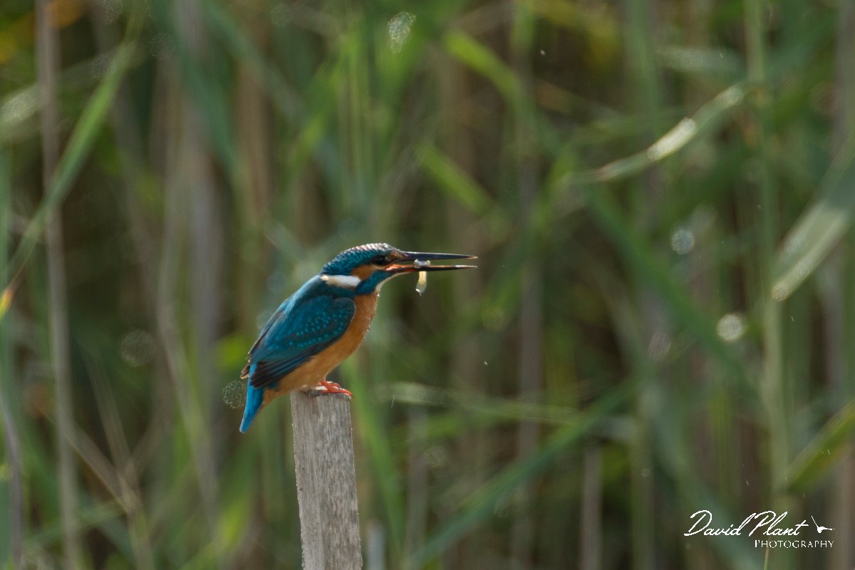 DPPhotography - Cyprus - Kingfisher - A.jpg - Kingfisher - Zakaki pool
