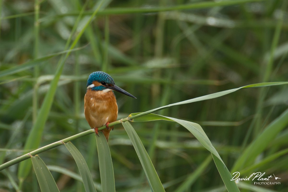 DPPhotography - Cyprus - Kingfisher - B.jpg - Kingfisher - Zakaki pool