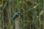 DPPhotography - Cyprus - Kingfisher - A