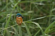 DPPhotography - Cyprus - Kingfisher - B