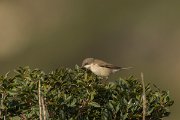 DPPhotography - Cyprus - Lesser whitethroat - A