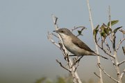 DPPhotography - Cyprus - Lesser whitethroat - B