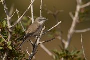 DPPhotography - Cyprus - Lesser whitethroat - C