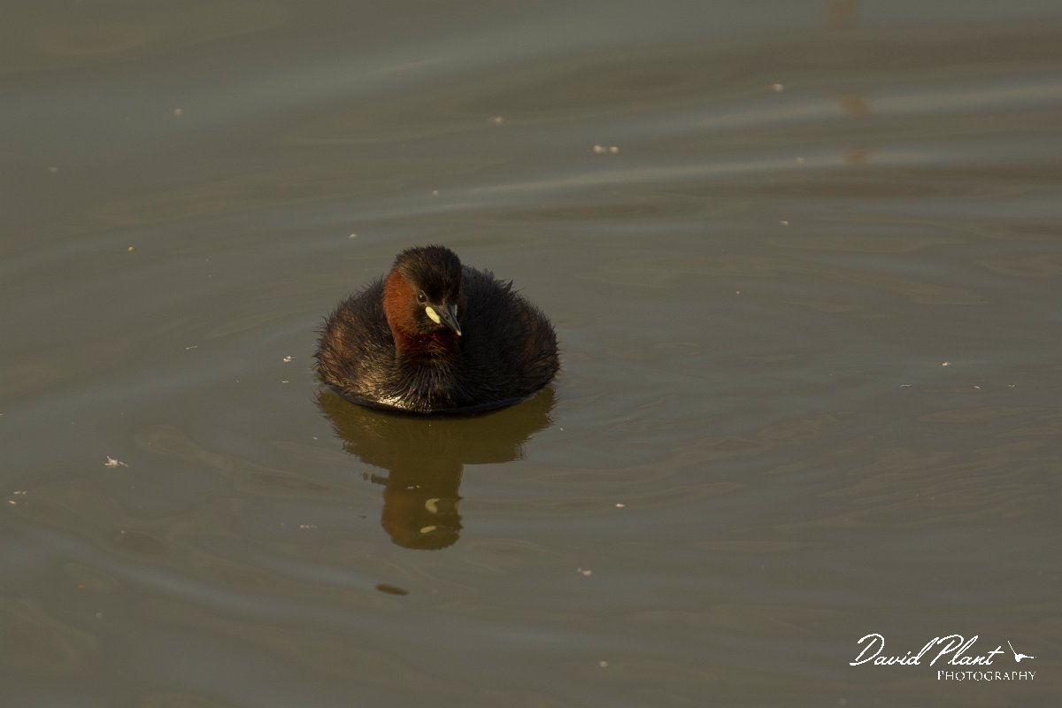 DPPhotography - Cyprus - Little grebe - A.jpg